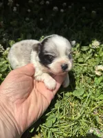 Ckc blue Merle 1 , a male Pomeranian for sale in Trion, GA – 1 of 4