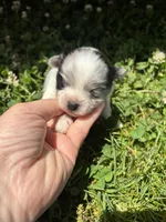 Ckc blue Merle 1 , a male Pomeranian for sale in Trion, GA – 3 of 4
