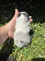 Ckc blue Merle 1 , a male Pomeranian for sale in Trion, GA – 4 of 4