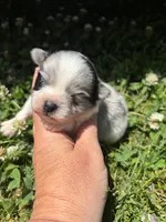 Ckc blue Merle 1 , a male Pomeranian for sale in Trion, GA – 2 of 4