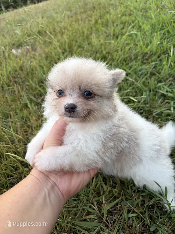 Ckc Merle  – Pomeranian puppy for sale in Trion, GA