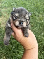 AKC orange sable girl , a female Pomeranian for sale in Trion, GA – 3 of 6
