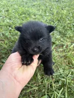 Ckc small solid black male , a male Pomeranian for sale in Trion, GA – 4 of 4