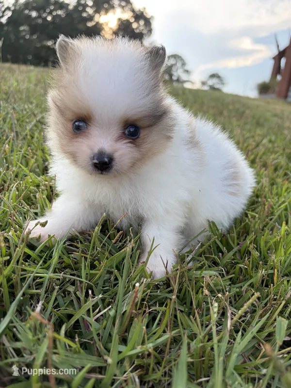 AKC tiny sable Parti Merle w blue eye – Pomeranian puppy for sale in Trion, GA