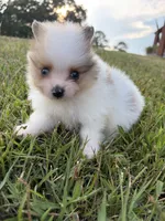 AKC tiny sable Parti Merle w blue eye, a male Pomeranian for sale in Trion, GA – 1 of 6