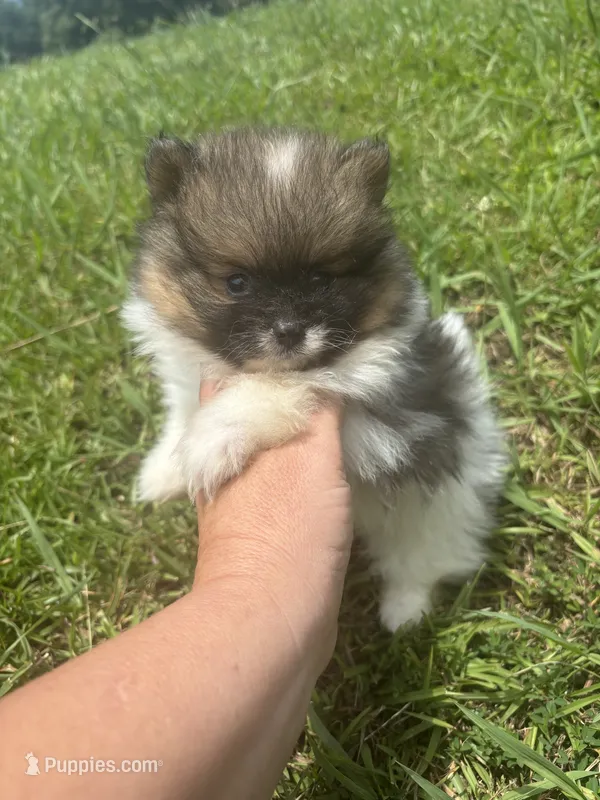 Ckc Orange parti boy  – Pomeranian puppy for sale in Trion, GA