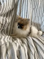 Ckc Orange sable parti freckles, a female Pomeranian for sale in Trion, GA – 3 of 4