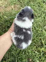 Ckc blue Parti , a male Pomeranian for sale in Trion, GA – 3 of 4