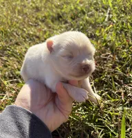 Ckc solid cream , a female Pomeranian for sale in Trion, GA – 2 of 4