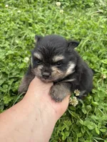 Akc black and tan , a male Pomeranian for sale in Trion, GA – 3 of 4