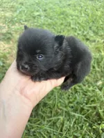 Ckc small black and tan , a male Pomeranian for sale in Trion, GA – 2 of 4