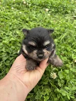 Akc black and tan , a male Pomeranian for sale in Trion, GA – 2 of 4