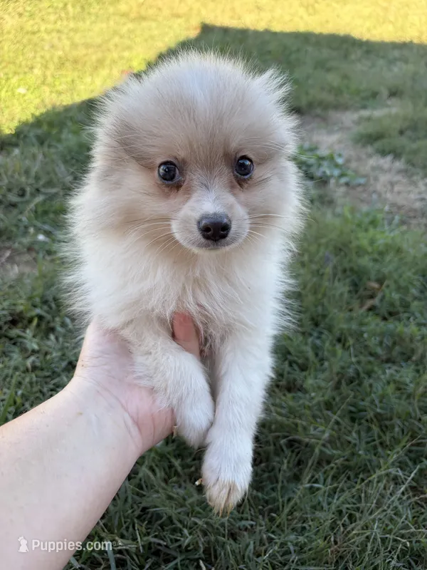 Ckc Merle  – Pomeranian puppy for sale in Trion, GA