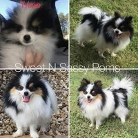 AKC tiny Tri Parti , a male Pomeranian for sale in Trion, GA – 5 of 6