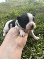 Akc black parti , a male Pomeranian for sale in Trion, GA – Photo 1 of 4