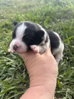 Akc black parti , a male Pomeranian for sale in Trion, GA – Photo 4 of 4