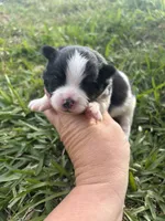 Akc black parti , a male Pomeranian for sale in Trion, GA – Photo 3 of 4