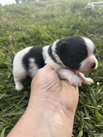 Akc black parti , a male Pomeranian for sale in Trion, GA – Photo 2 of 4