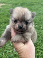 Akc orange sable from pepper, a female Pomeranian for sale in Trion, GA – 2 of 5