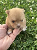 Ckc orange boy , a male Pomeranian for sale in Trion, GA – 2 of 4