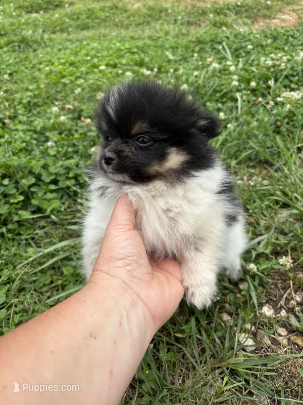 Akc tri parti  – Pomeranian puppy for sale in Trion, GA