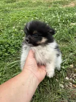 Akc tri parti , a male Pomeranian for sale in Trion, GA – 1 of 4