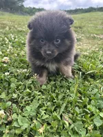 Akc blue , a female Pomeranian for sale in Trion, GA – 3 of 5