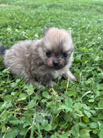 Akc orange sable from pepper, a female Pomeranian for sale in Trion, GA – 1 of 5