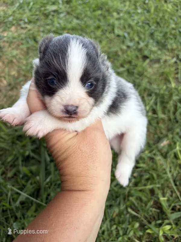 Ckc blue Parti  – Pomeranian puppy for sale in Trion, GA