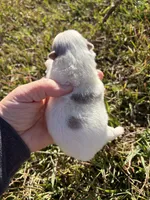 AKC blue and tan Merle parti, a female Pomeranian for sale in Trion, GA – 3 of 4