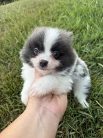 Ckc blue Parti , a male Pomeranian for sale in Trion, GA – 2 of 4