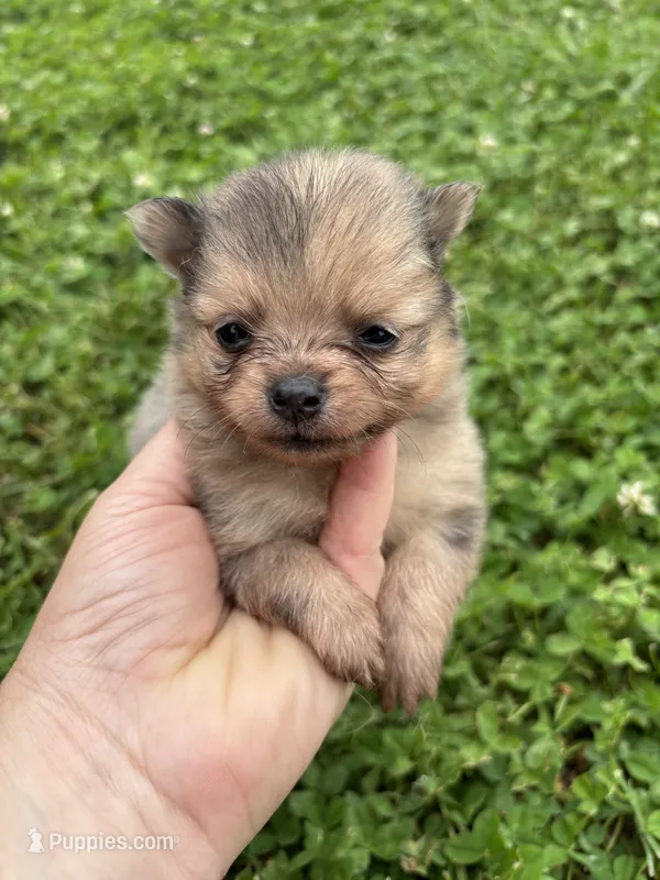 Akc small sable Merle from pepper – Pomeranian puppy for sale in Trion, GA