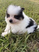 AKC tiny Tri Parti , a male Pomeranian for sale in Trion, GA – 6 of 10