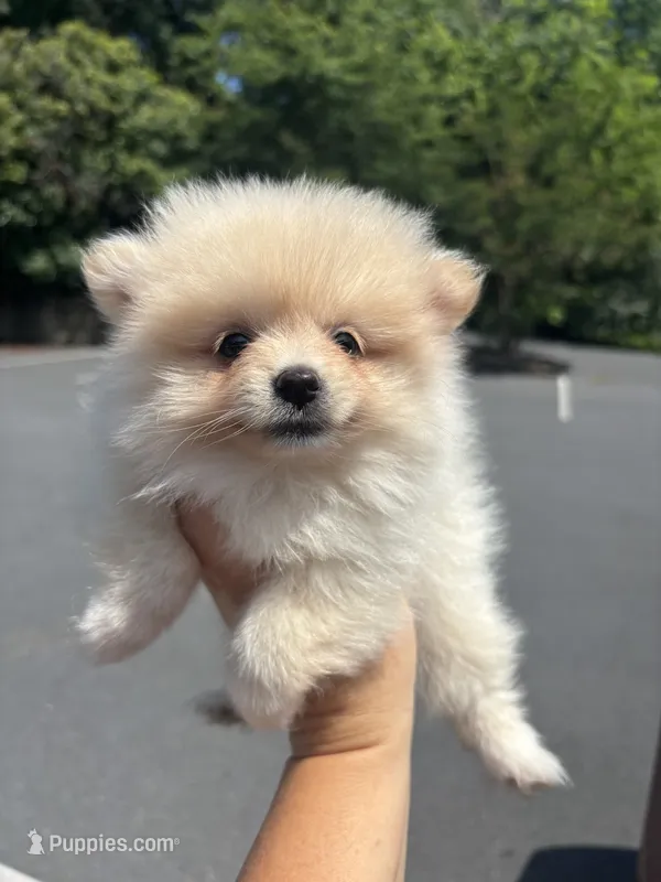 Akc cream  – Pomeranian puppy for sale in Trion, GA