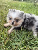AKC black Merle with tan , a female Pomeranian for sale in Trion, GA – 3 of 6