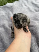 Tiny Ckc blue Merle girl , a female Pomeranian for sale in Trion, GA – 3 of 6