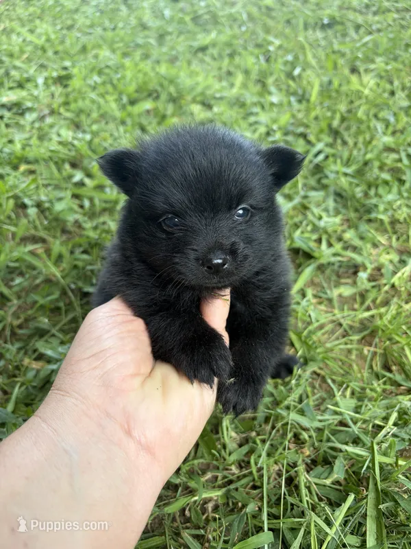 Ckc small solid black male  – Pomeranian puppy for sale in Trion, GA