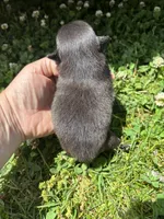 Ckc black and white , a male Pomeranian for sale in Trion, GA – 4 of 4