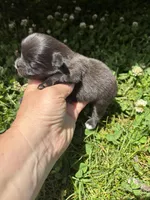 Ckc black and white , a male Pomeranian for sale in Trion, GA – 3 of 4