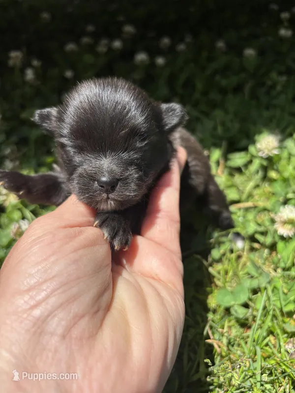 Ckc black and white , a male Pomeranian for sale in Trion, GA – 1 of 4