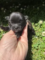 Ckc black and white , a male Pomeranian for sale in Trion, GA – 1 of 4