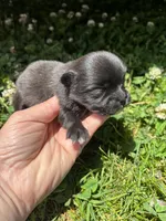 Ckc black and white , a male Pomeranian for sale in Trion, GA – 2 of 4