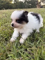 AKC tiny Tri Parti , a male Pomeranian for sale in Trion, GA – 7 of 10