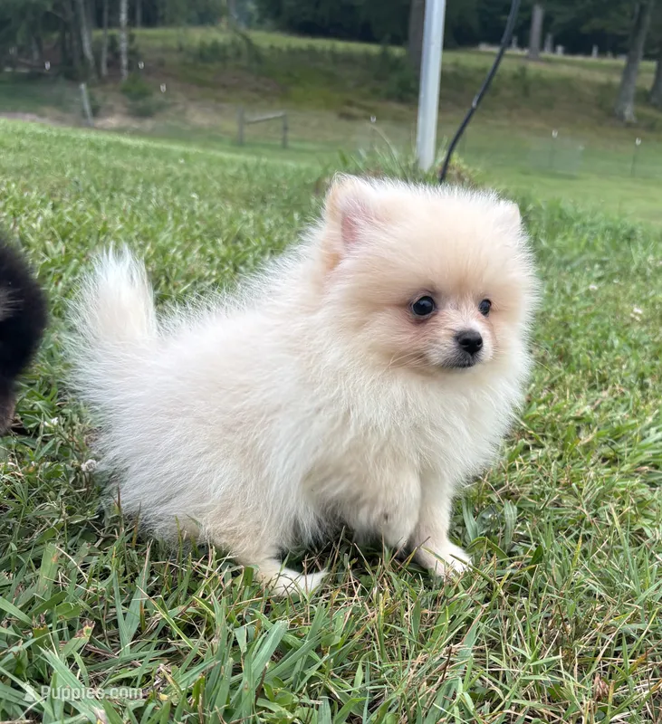 Akc cream  – Pomeranian puppy for sale in Trion, GA