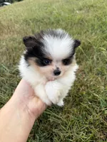 AKC tiny Tri Parti , a male Pomeranian for sale in Trion, GA – 2 of 10