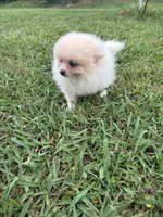 Akc cream , a female Pomeranian for sale in Trion, GA – 4 of 4