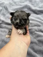 Ckc blue Merle girl , a female Pomeranian for sale in Trion, GA – 3 of 6