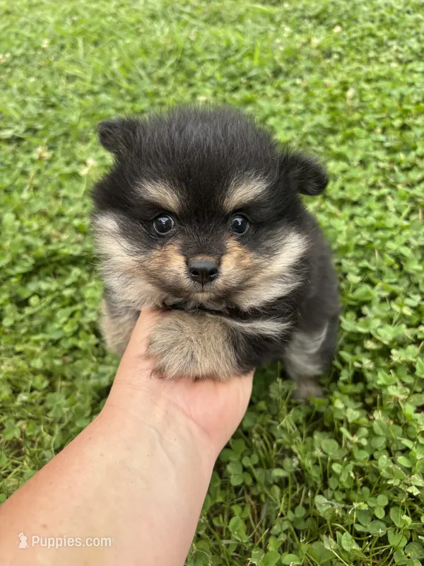 Akc black and tan  – Pomeranian puppy for sale in Trion, GA