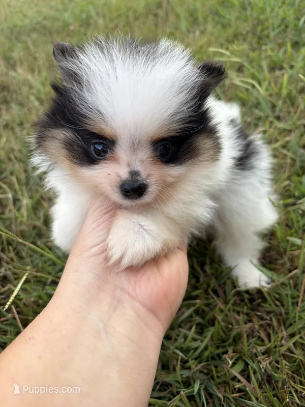 AKC tiny Tri Parti  – Pomeranian puppy for sale in Trion, GA