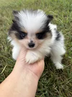 AKC tiny Tri Parti , a male Pomeranian for sale in Trion, GA – 1 of 10